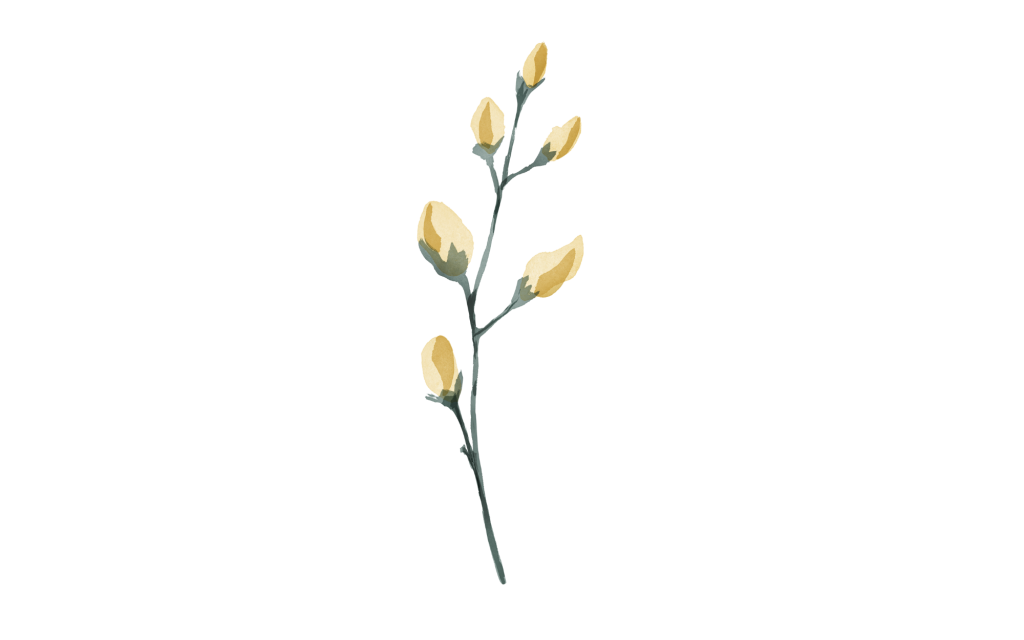Fleurs en bouton peinte à l'aquarelle