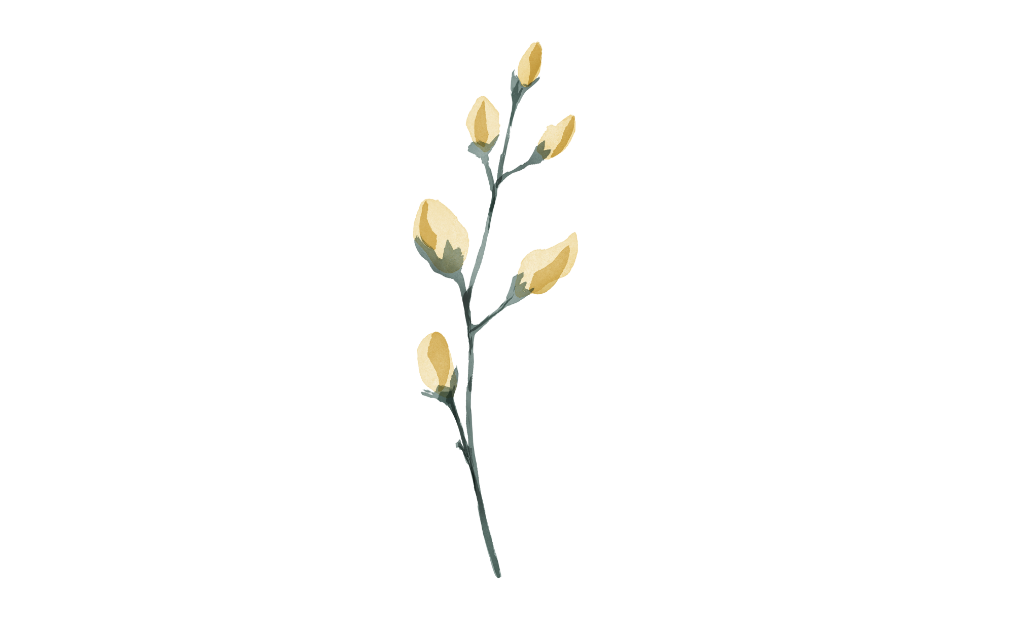 Fleurs en bouton peinte à l'aquarelle